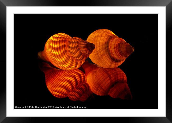 Illuminated Sea shells Framed Mounted Print by Pete Hemington