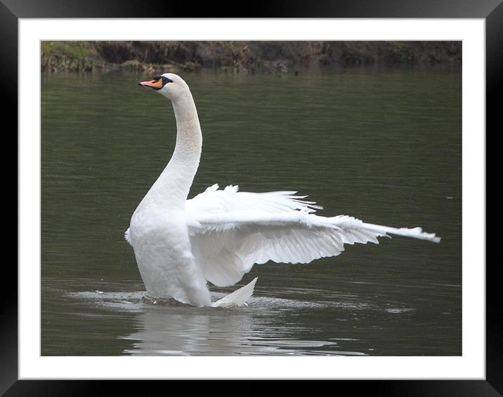 Swan flexing Framed Mounted Print by sharon bennett