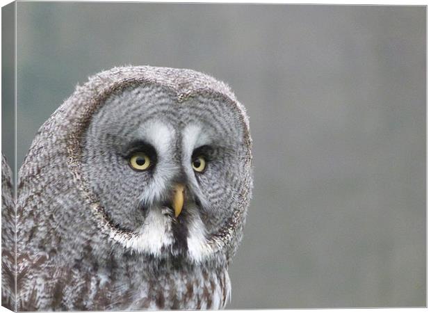 Great Grey Owl Canvas Print by sharon bennett