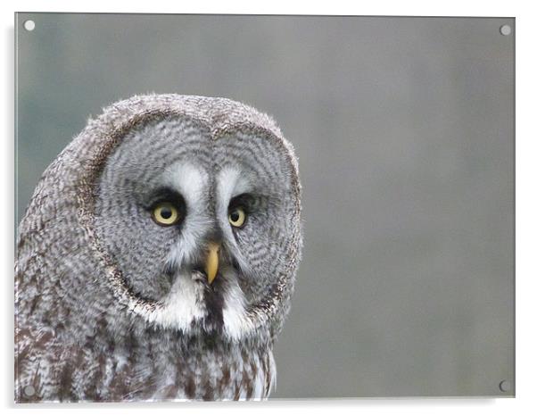 Great Grey Owl Acrylic by sharon bennett