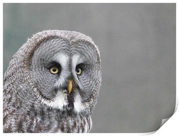 Great Grey Owl Print by sharon bennett