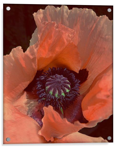 Poppy Acrylic by Cheryl Quine