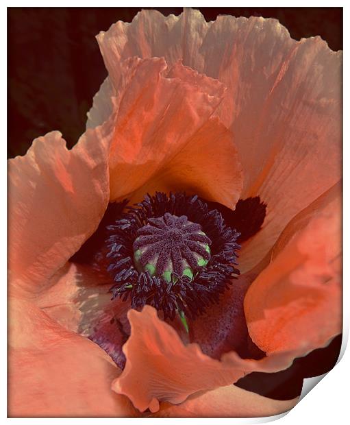 Poppy Print by Cheryl Quine