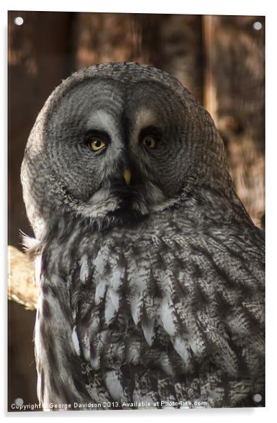 Great Grey Owl Acrylic by George Davidson