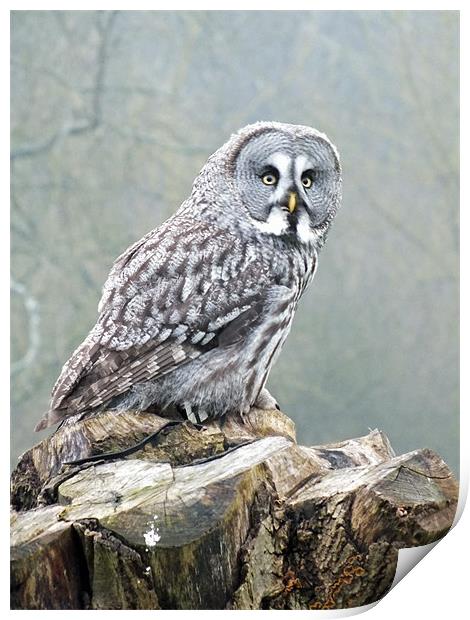 great grey owl Print by Martyn Bennett