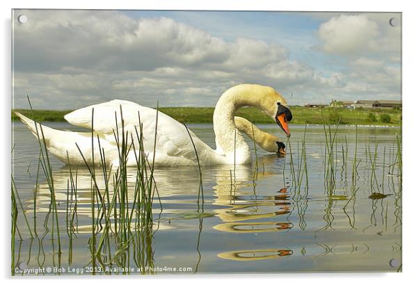 Two headed Swan Acrylic by Bob Legg