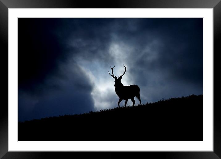 The stag Framed Mounted Print by Macrae Images