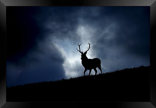The stag Framed Print by Macrae Images