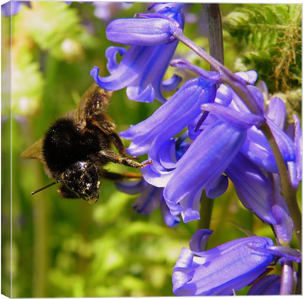 The Bluebell and the Bee Canvas Print by Rob Parsons