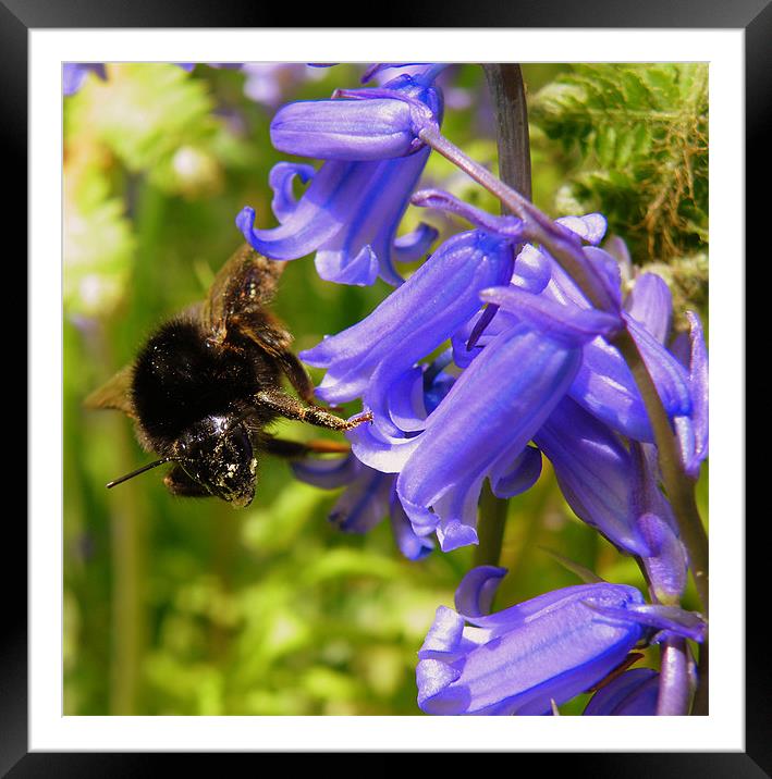 The Bluebell and the Bee Framed Mounted Print by Rob Parsons
