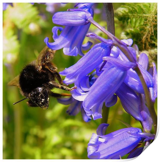 The Bluebell and the Bee Print by Rob Parsons