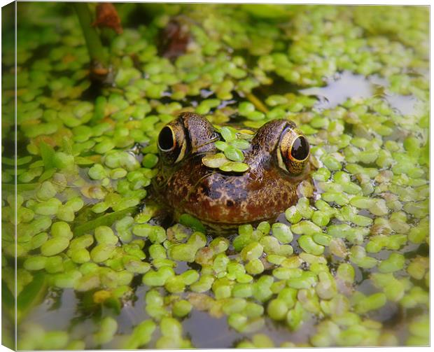 Stealth Frog Canvas Print by Rob Parsons