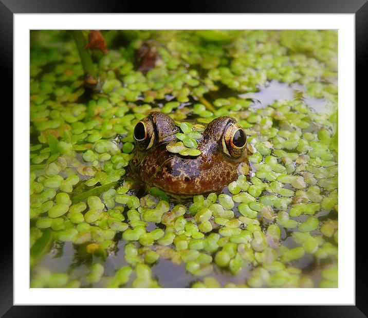 Stealth Frog Framed Mounted Print by Rob Parsons