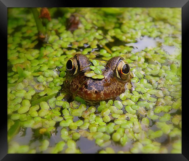 Stealth Frog Framed Print by Rob Parsons