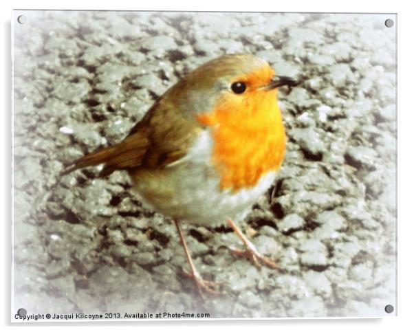 Robin Redbreast Acrylic by Jacqui Kilcoyne