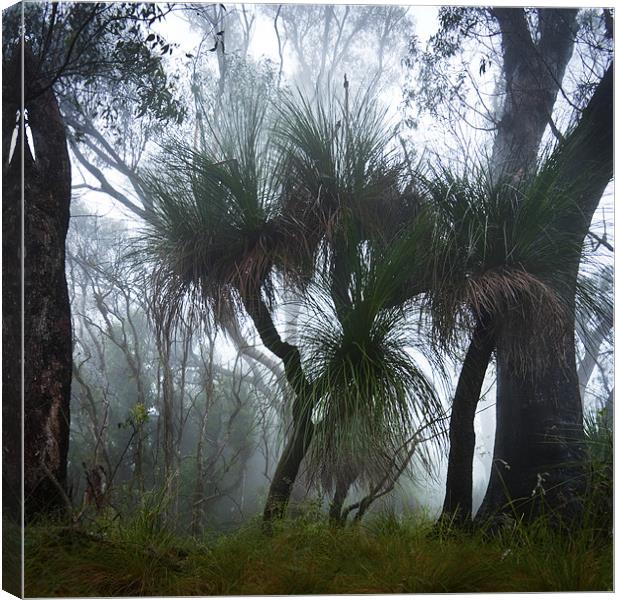 Grass Trees in the Mist Canvas Print by