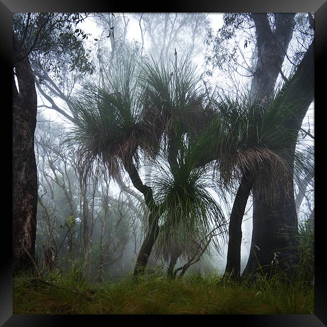 Grass Trees in the Mist Framed Print by