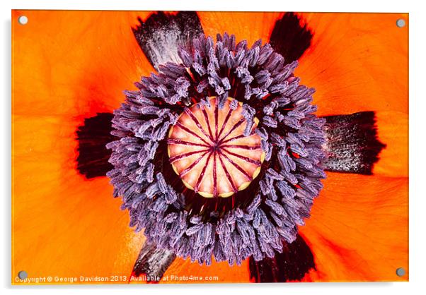Poppy Acrylic by George Davidson