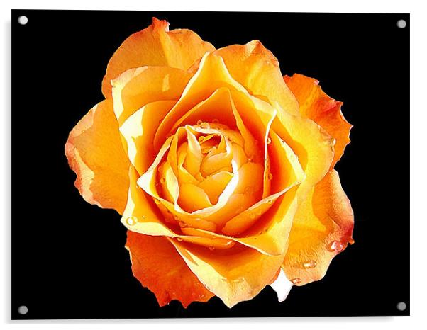 626-beautiful rose Acrylic by elvira ladocki