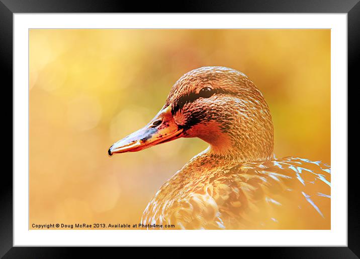 Wild Duck Framed Mounted Print by Doug McRae