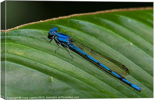electric blue damsel fly Canvas Print by Craig Lapsley