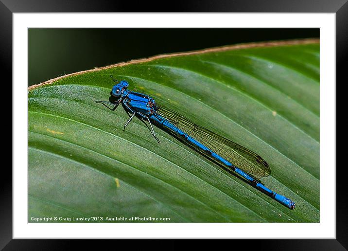 electric blue damsel fly Framed Mounted Print by Craig Lapsley