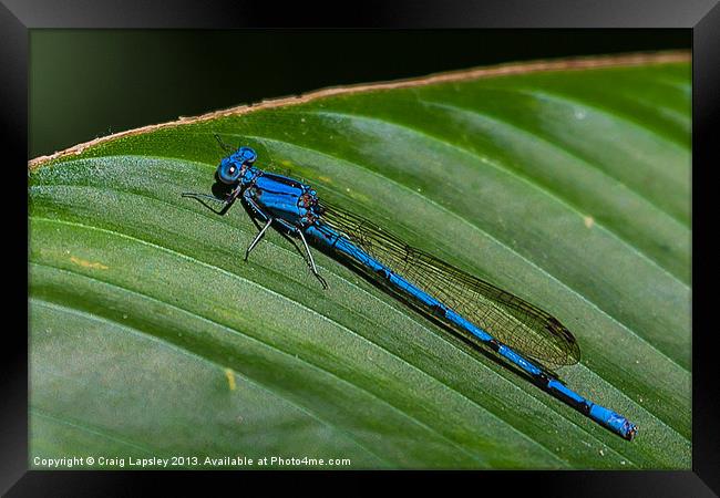 electric blue damsel fly Framed Print by Craig Lapsley