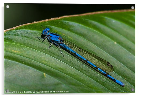 electric blue damsel fly Acrylic by Craig Lapsley