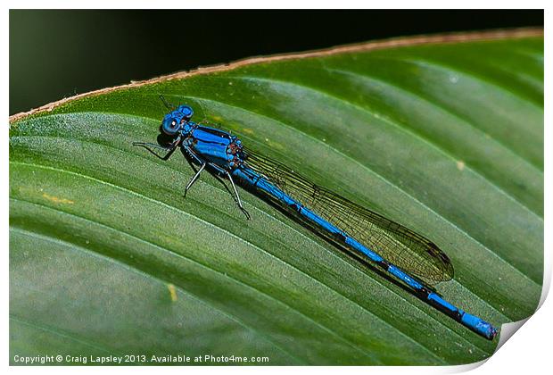 electric blue damsel fly Print by Craig Lapsley