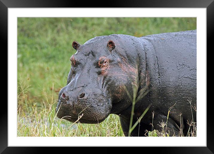 Hippopotamus Framed Mounted Print by Tony Murtagh