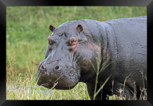 Hippopotamus Framed Print by Tony Murtagh