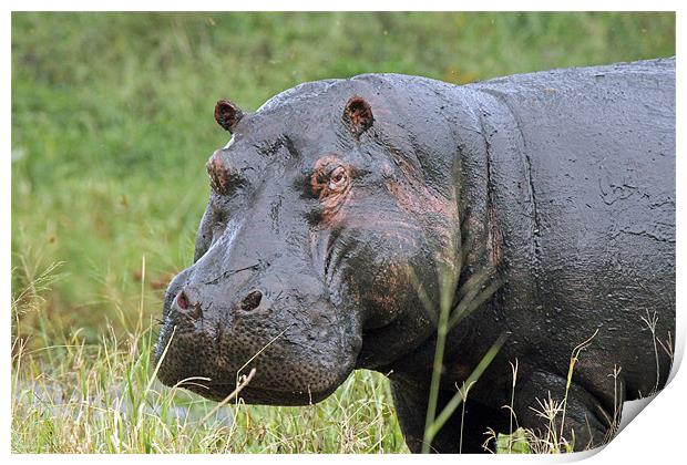 Hippopotamus Print by Tony Murtagh