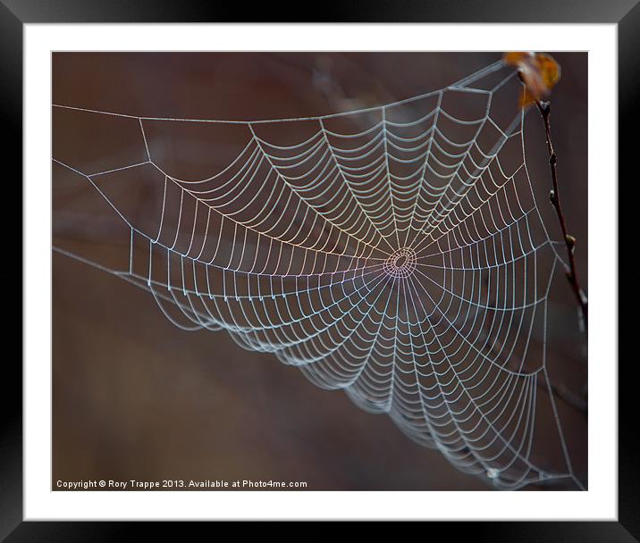 The web Framed Mounted Print by Rory Trappe