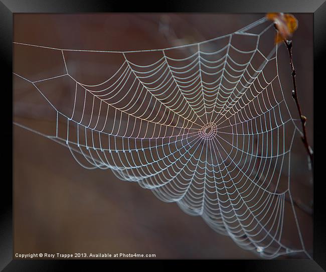 The web Framed Print by Rory Trappe