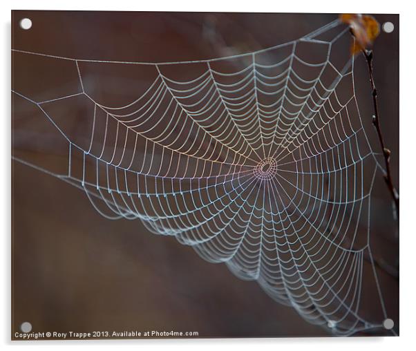The web Acrylic by Rory Trappe