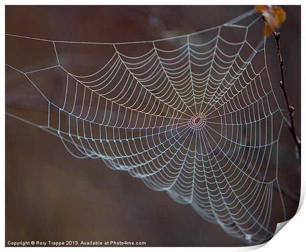 The web Print by Rory Trappe