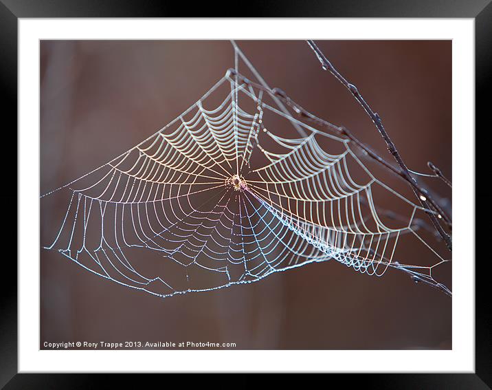 Spiders web Framed Mounted Print by Rory Trappe