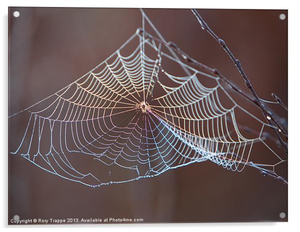 Spiders web Acrylic by Rory Trappe