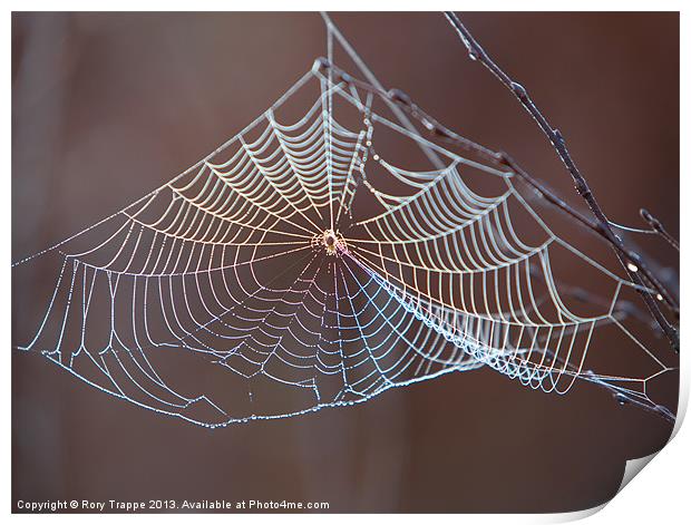 Spiders web Print by Rory Trappe