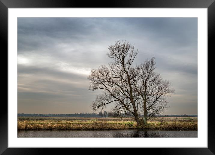 Tree at St Benets Abbey Framed Mounted Print by Stephen Mole