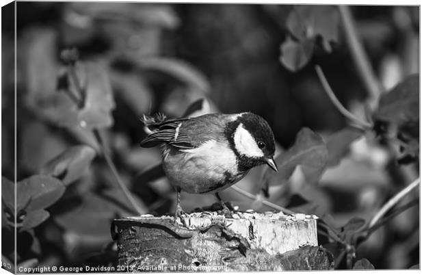 Great Tit Canvas Print by George Davidson