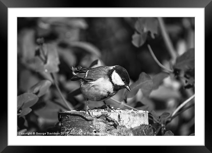 Great Tit Framed Mounted Print by George Davidson