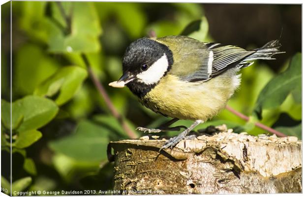 Great Tit & Seed Canvas Print by George Davidson