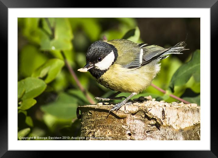 Great Tit & Seed Framed Mounted Print by George Davidson