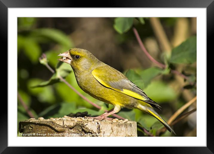 Greenfinch Framed Mounted Print by George Davidson