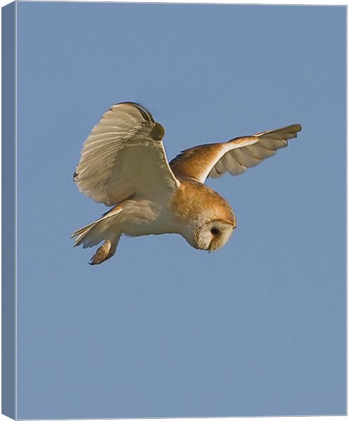 Barn Owl hover. Canvas Print by Paul Scoullar