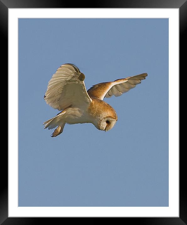 Barn Owl hover. Framed Mounted Print by Paul Scoullar