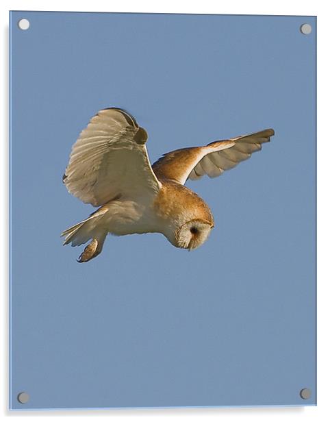Barn Owl hover. Acrylic by Paul Scoullar