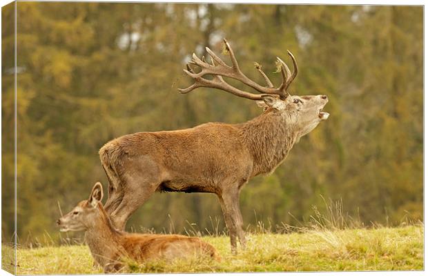 Red Stag bellowing. Canvas Print by Paul Scoullar