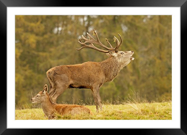 Red Stag bellowing. Framed Mounted Print by Paul Scoullar